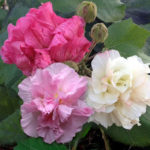 クスダマ酔芙蓉